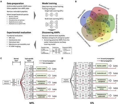 Identifying novel antimicrobial peptides from venom gland of spider Pardosa astrigera by deep multi-task learning